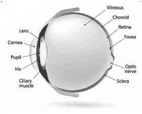 Cataract | Nayandeep Eye Hospital