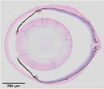 Exploring the Ciliary bodys role in eye health